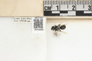 Media type: image;   Entomology 793085 Aspect: Labels